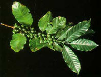 Arabica Plant Coffee Cherries