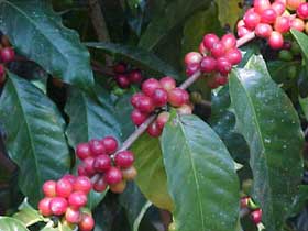 Coffea Cherries