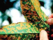 Coffee Leaf Rust