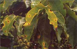 Coffee Leaf Rust