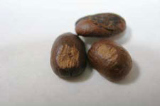defective pulper nipped coffee beans