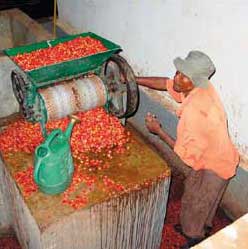 Pulping