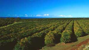 Fazenda