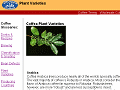 Coffea Plant Varieties